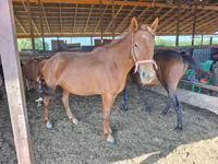 فرس, Mugalzhar horse — الصورة 4