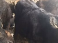 Bulle, Aberdeen-Angus — Foto 5