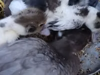 Ducks — الصورة 4