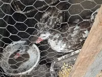 Ducks — Foto 2
