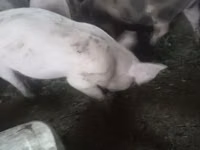 Säue, Schweine — Foto 2