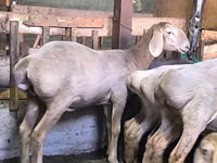 نعجة, Arashan sheep — الصورة 3