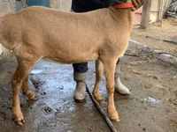 نعجة, Arashan sheep — الصورة 4