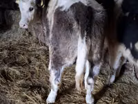 Vaca, Simmental cattle — foto 1