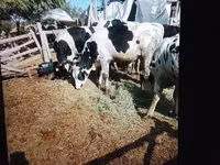 Bulle, Russian Black pied cattle — Foto 1