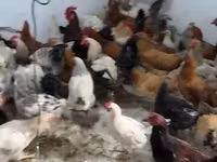 Chickens — Foto 4