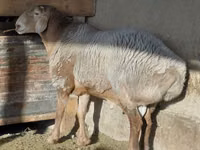 Қошқар, Arashan sheep — 2-сурет