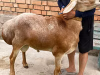 Carnero, Arashan sheep — foto 2
