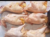 Chickens — Foto 3