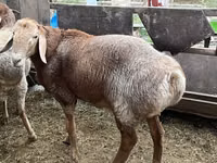 Widder, Arashan sheep — Foto 8