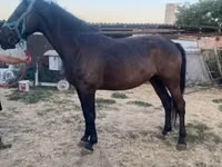 Mare, Nonius horse — photo 3