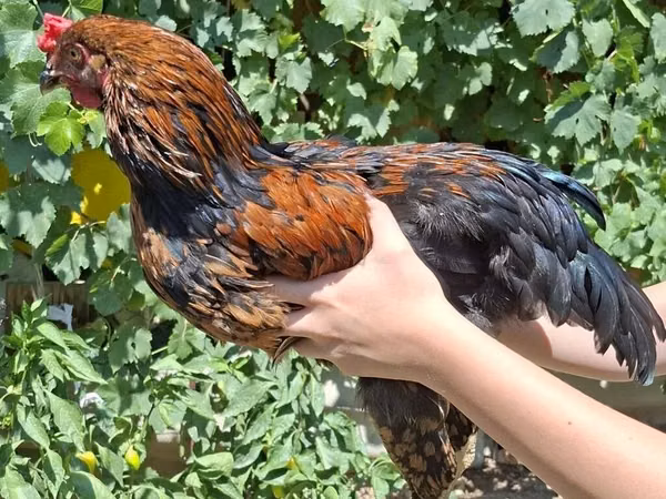 Chickens — Kirgisistan