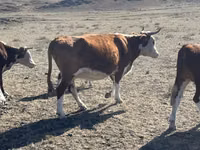 Sigir, Simmental cattle — 3-rasm