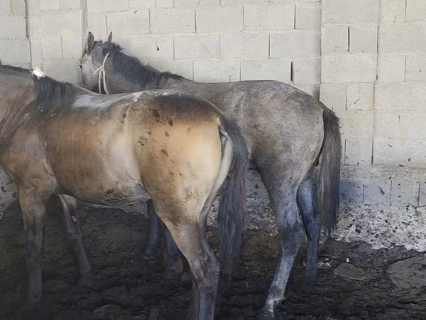 حصان, الخيول