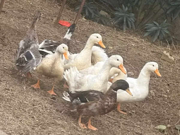 Ducks