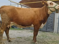 Kuh, Simmental cattle — Foto 6
