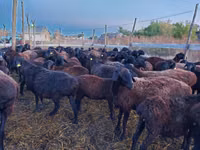 نعجة, Edilbay sheep — الصورة 5