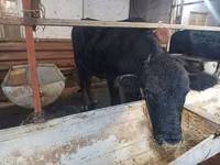 Rinder (Partie, Geschlecht nicht angegeben), Aberdeen-Angus — Foto 2