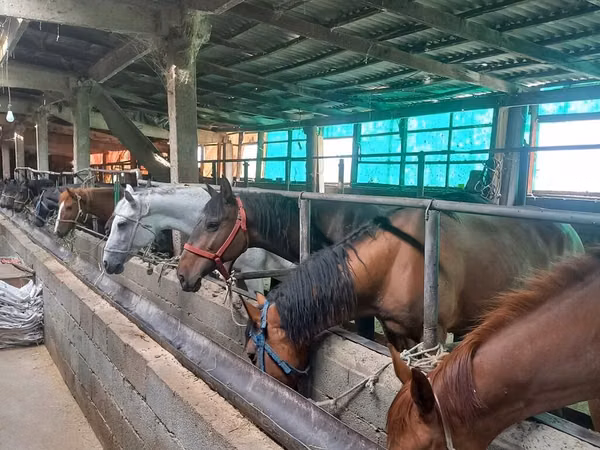 Horses (batch, sex not specified), Horses