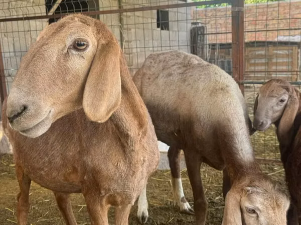 भेड़, Arashan sheep