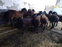 ناقة, الجمال — الصورة 3