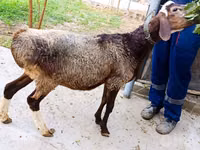 Widder, Hissar sheep — Foto 1