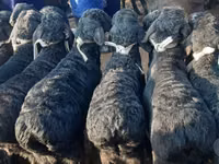 Widder, Hissar sheep — Foto 6