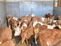 公牛, Cattle — 照片 2