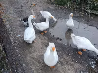 Geese — Foto 2