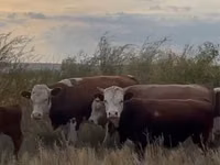 Kuh, Simmental cattle — Foto 3