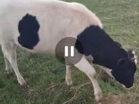 गाय, गोलस्टीन नस्ल — फ़ोटो 2