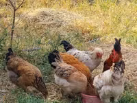 Chickens — Foto 2