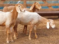 Қошқар, Arashan sheep — 7-сурет