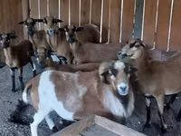 Billy Goat, Goats — photo 5
