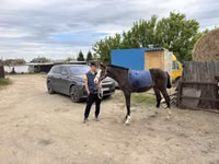 Hengst, Thoroughbred horse — Foto 6