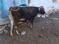 Bull, Alatau breed — photo 7