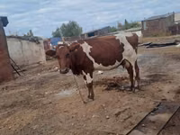 गाय, Simmental cattle — फ़ोटो 1