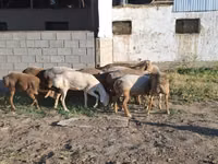 Schafe (Partie, Geschlecht nicht angegeben), Merino sheep — Foto 1