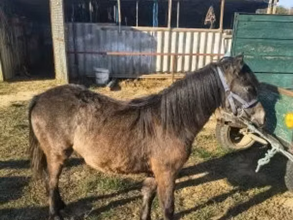 Hengst, Pferde