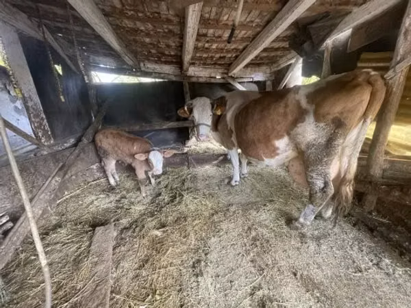 Kuh, Limousin-Kuh