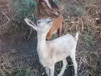 母山羊, Goats — 照片 1