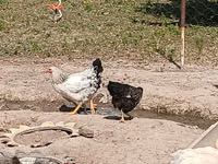 Chickens — Foto 1