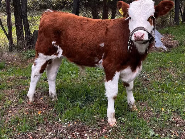 सांड, Simmental cattle