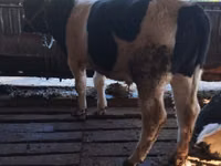 بقرة, Latvian Blue cattle — الصورة 2