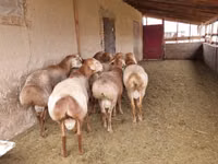 كبش, Arashan sheep — الصورة 2