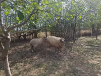 Qoʻchqor, Tsigai sheep — 2-rasm