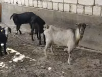 山羊（批次，未指定性别）, Goats — 照片 1