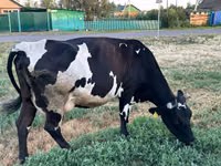 गाय, Russian Black pied cattle — फ़ोटो 1