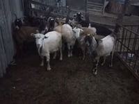 Ziege, Ziegen — Foto 5