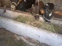 Bulle, Russian Black pied cattle — Foto 3